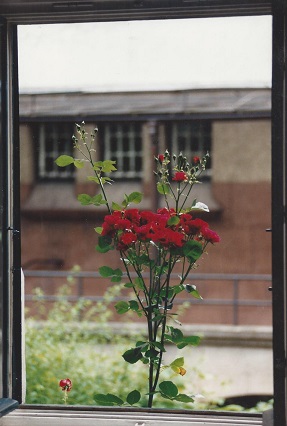 Rosenstrauß